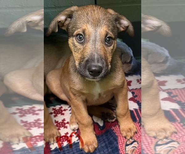 Medium Photo #1 German Shepherd Dog-Unknown Mix Puppy For Sale in SHERBURNE, NY, USA