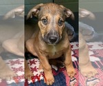 Prince (NY-Lia) - Male German Shepherd Dog-Unknown Mix Dog for Adoption - Small photo