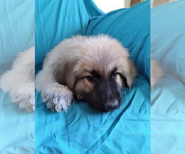 Medium Photo #4 King Shepherd Puppy For Sale in GRAND CANYON CAVERNS, AZ, USA