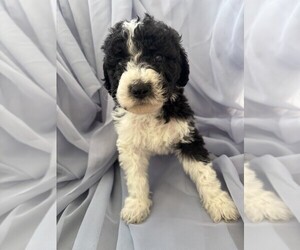 Medium Goldendoodle