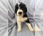 Puppy 4 Goldendoodle