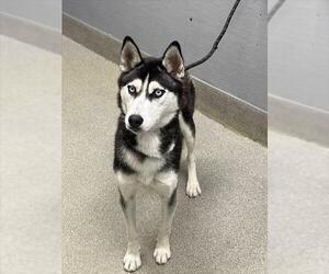 Siberian Husky-Unknown Mix Dogs for adoption in Las Vegas, NV, USA