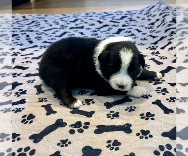 Medium Photo #15 Australian Shepherd Puppy For Sale in SALISBURY, NC, USA