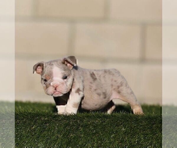 Medium Photo #1 English Bulldog Puppy For Sale in NASHVILLE, TN, USA