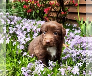 Miniature Australian Shepherd Puppy for Sale in SANDOWN, New Hampshire USA