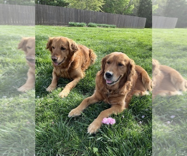 Medium Photo #1 Golden Retriever Puppy For Sale in HIGH POINT, NC, USA