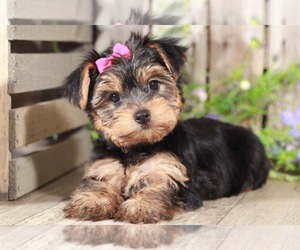 Yorkshire Terrier Puppy for sale in MOUNT VERNON, OH, USA