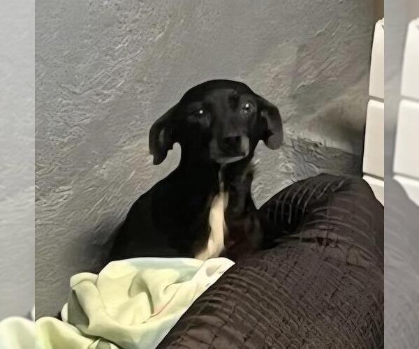 Medium Photo #1 Chihuahua Puppy For Sale in San Diego, CA, USA