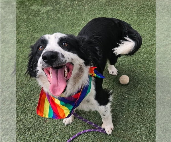 Medium Photo #1 Border Collie-Unknown Mix Puppy For Sale in Lakewood, CO, USA
