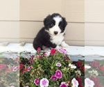 Puppy Sol Australian Shepherd
