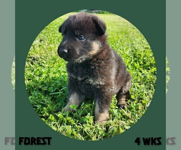 Medium Photo #2 German Shepherd Dog Puppy For Sale in BROOKFIELD, MO, USA