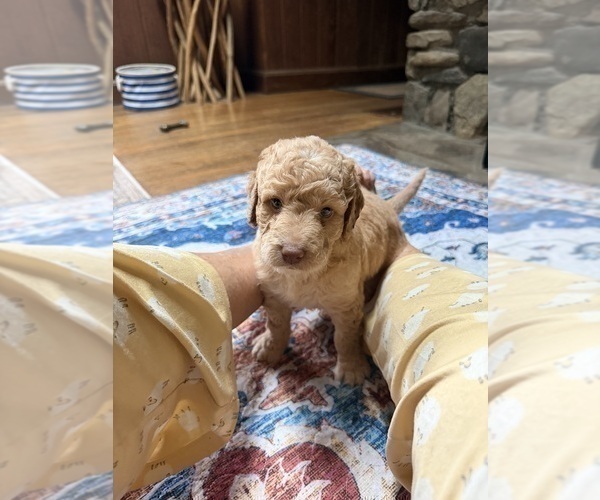 Medium Photo #94 Aussiedoodle Puppy For Sale in ASHEVILLE, NC, USA