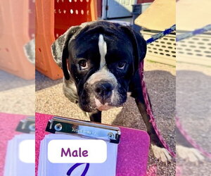 Boxer Dogs for adoption in Dumont, NJ, USA