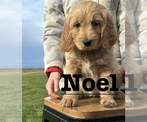 Goldendoodle Puppy for sale in OTHELLO, WA, USA