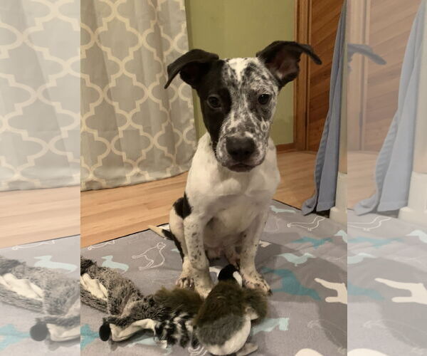 Medium Photo #1 Mountain Cur-Unknown Mix Puppy For Sale in Rockaway, NJ, USA