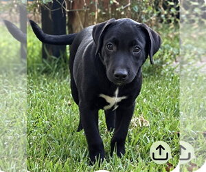Gus~meet me! - Male American Pit Bull Terrier-Labrador Retriever Mix Dog for Adoption - Photo #2