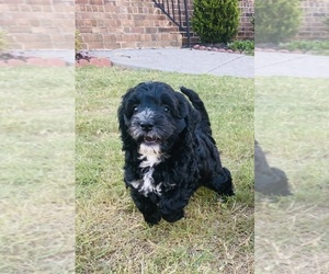 English Springer Spaniel-Poodle (Miniature) Mix Puppy for sale in GREER, SC, USA