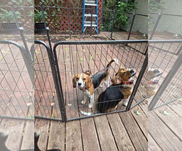 Medium Photo #5 Beagle Puppy For Sale in Crystal, MN, USA