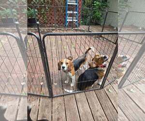 Margo - Female Beagle Dog for Adoption - Photo #5
