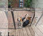 Small #4 Beagle
