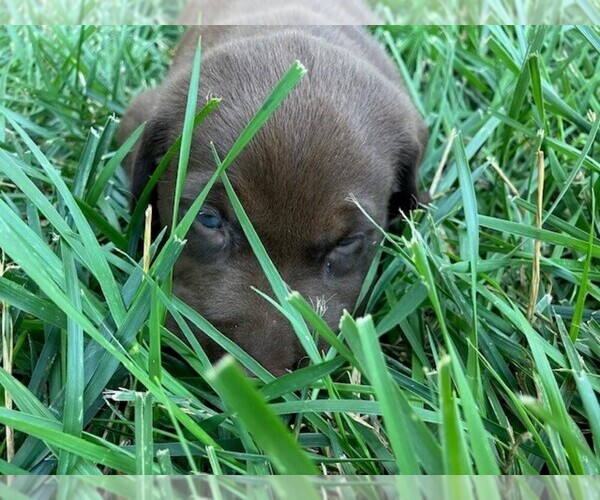 Medium Photo #15 Labrador Retriever Puppy For Sale in SENECA, KS, USA