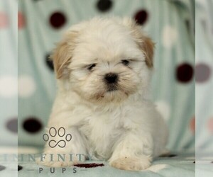 Shih Tzu Puppy for sale in BIRD IN HAND, PA, USA