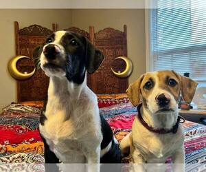 Medium Basset Hound Mix