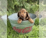 Small #3 Dachshund