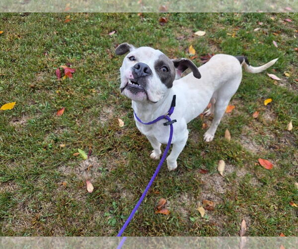 Medium Photo #7 American Pit Bull Terrier-Unknown Mix Puppy For Sale in Germantown, OH, USA