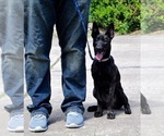 Small Photo #2 Dutch Shepherd Dog Puppy For Sale in CHARLESTON, WV, USA