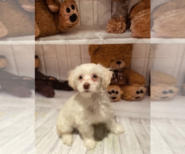 Medium Photo #4 Maltipoo (Miniature) Puppy For Sale in ACWORTH, GA, USA