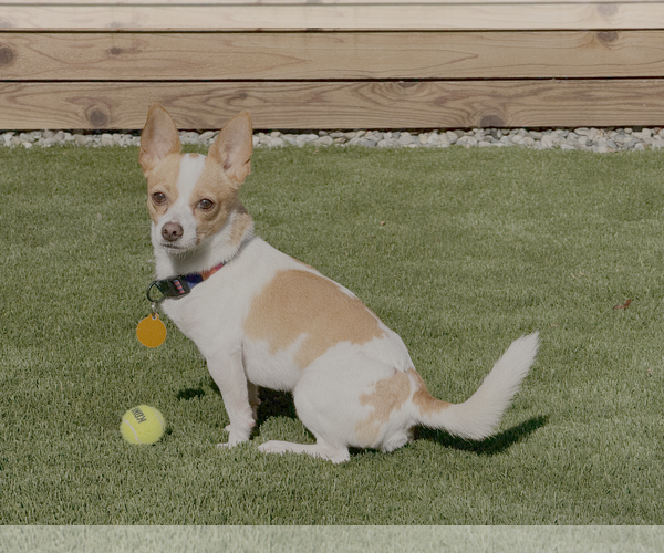 Medium Photo #1 Chihuahua Puppy For Sale in Bellevue, WA, USA
