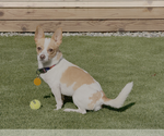 Small Chihuahua