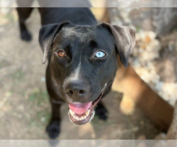 Medium Photo #2 Labrador Retriever Puppy For Sale in Tulsa, OK, USA