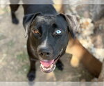 Small #1 Labrador Retriever