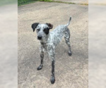 Small Pointer Mix