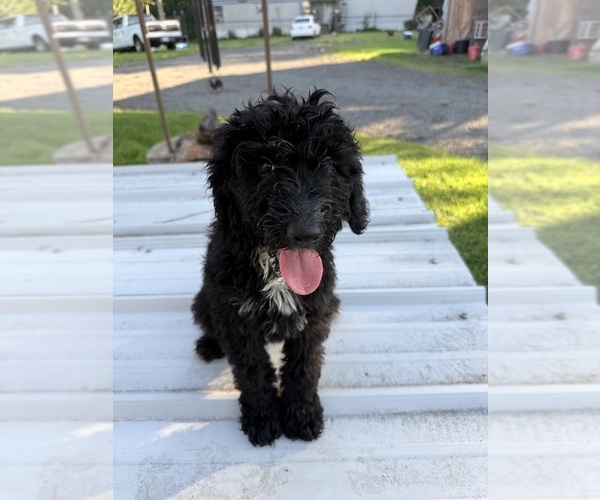 Medium Photo #3 Sheepadoodle Puppy For Sale in WARSAW, VA, USA