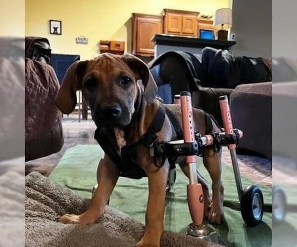 Medium Photo #3 Mutt Puppy For Sale in OKLAHOMA CITY, OK, USA