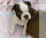 Puppy Cole Boston Terrier
