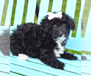 Poodle (Toy)-Yorkshire Terrier Mix Puppy for sale in BARNESVILLE, KS, USA