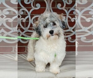 Havanese Puppy for sale in WINSTON SALEM, NC, USA