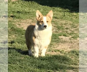 Father of the Pembroke Welsh Corgi puppies born on 04/29/2020
