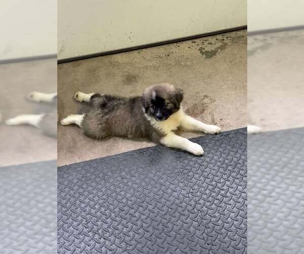 Medium Photo #3 Australian Shepherd-Great Pyrenees Mix Puppy For Sale in Mechanicsburg, PA, USA