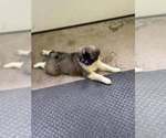 Small #2 Australian Shepherd-Great Pyrenees Mix