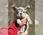 Puppy Puppy 1 French Bulldog