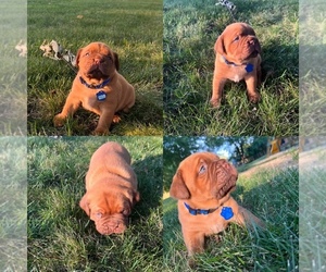 Dogue de Bordeaux Puppy for sale in BELLEFONTAINE, OH, USA