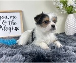 Small #3 Chorkie