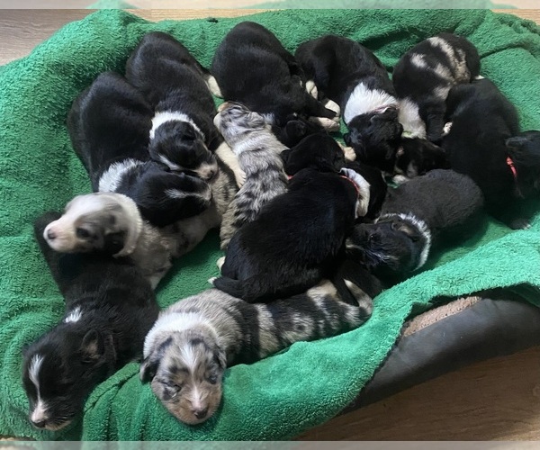 Medium Photo #4 F2 Aussiedoodle Puppy For Sale in ONAWAY, MI, USA
