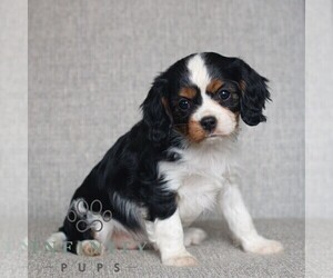Cavalier King Charles Spaniel Puppy for sale in NARVON, PA, USA