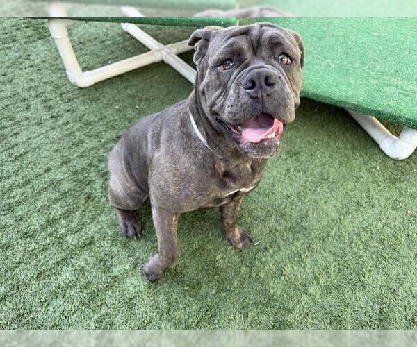 Medium Photo #1 Bulldog Puppy For Sale in Pasadena, CA, USA